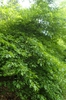Form