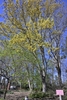 Spring Catkins showing on the  upright form