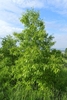 Form of a mature tree