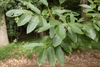 Branch with leaves