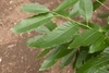 Leaf closeup with serrated margins