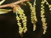 Yellowish hanging male catkins