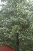 Quercus bicolor