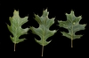 Leaves with bristle tipped lobes