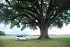 Large mature tree (Seminole County, GA)-Late Spring