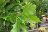Quercus x Kindred Spirit