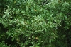 Leaves and branches