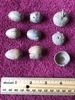 Acorns and cups