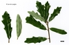 Variable leaf shapes