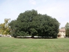 Growth Habit
