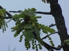 Male flowers