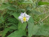 Solanum carolinense
