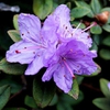 Rhododendron 'Ramapo'