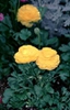 Ranunculus hybrids