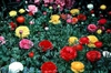 Ranunculus hybrids