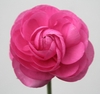 Front view of a pink, fully double, rose-like flower