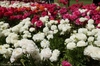 Bed of fully double flowers in shades of white, pink & orange.