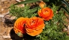 Orange fully double flowers and highly dissected foliage.