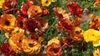 Semi-double flowers in shades of yellow and orange.