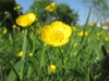 Portrait of bowl-shaped yellow flowers with many stamens.