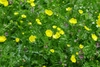 Dozens of yellow flowers seem to float above the flower bed.