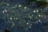 White flowers popping above the surface of water.