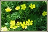 Foliage and yellow, 5-petaled flowers.