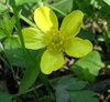 Close-up of a bright yellow, bowl-shaped flower with 5 petals