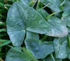 Arrow-shaped leaves