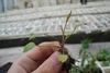 Hand holding a small plant with ovate to lanceolate leaves