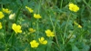 Plants in Bloom