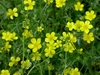 Foliage and yellow, 5-petaled flowers.