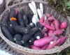 A variety of roots
