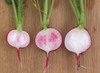 Root cut in half