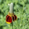 Inflorescence with red-brown ray florets & yellow disk florets.