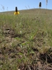 flowers growing in prairie. Inflorescence disk elongate.