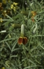daisy-like flower with reddish "petals" and an elongate "eye"