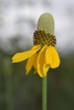Inflorescence with yellow ray florets & yellow disk florets.