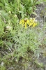pinnate foliage and heads with yellow disk flowers.