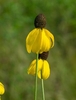 2 heads with yellow, drooping rays & dark disks.
