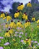 Heads with drooping ray flowers and dark disk flowers.