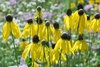 A group of heads with yellow rays and dark disk flowers.
