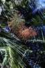 Large clusters of small red fruits