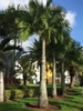 Large, thick-trunked palm with pinnate leaves.