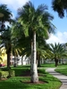 Solitary, thick-trunk palm with pinnate leaves.