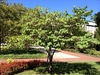 tree form without blooms