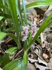 Form in bloom