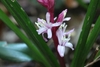 Flower detail