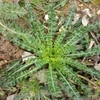 First-year rosette with strappy leaves with undulate margins.