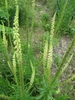 Plants with spikes of small, yellowish green flowers.